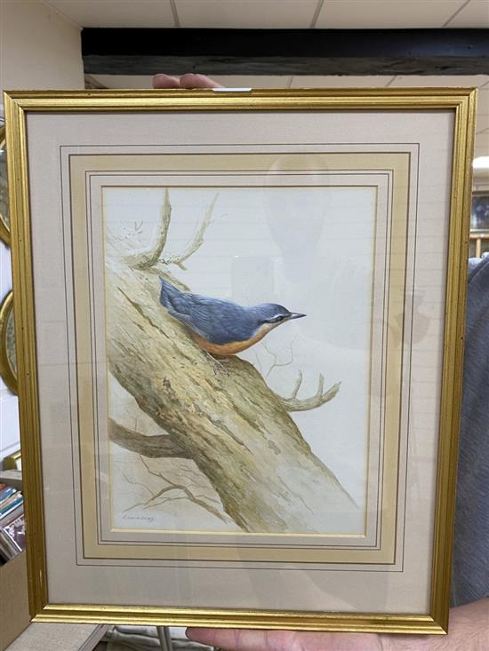 Ron David Digby (b.1936), watercolour and gouache, Tree Creeper, signed, 30 x 23cm